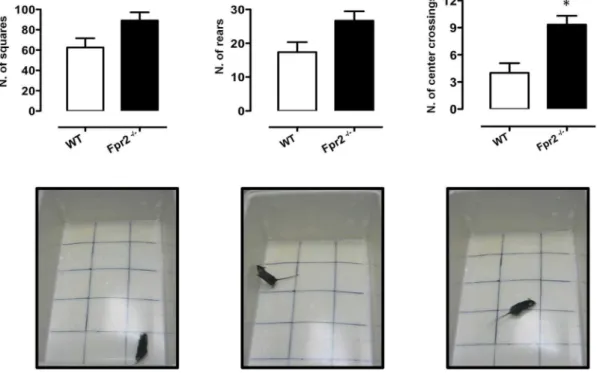 Fig. 1. Reduced anxiety-like behaviour of Fpr2/3 -/- mice in the open field test. The bar graphs and images show total number of squares crossed, rears and centre crossings during a 5-minute session