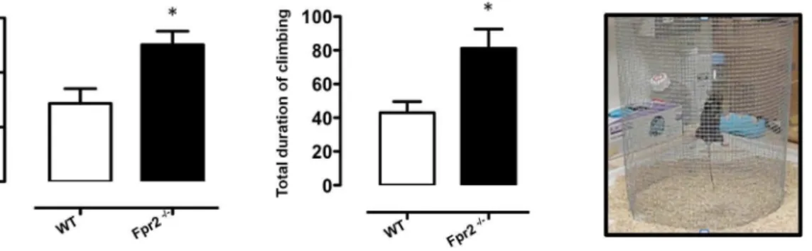 Fig. 2. Increased exploratory behaviour of Fpr2/3 -/- mice in the climbing test. The bar graphs show the number of climbing events and total time (seconds) spent on the climbing mesh during a 5-minute trial