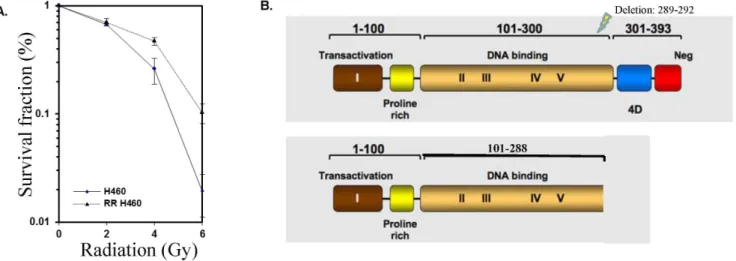 Figure 1. Identification of a novel radiation-induced p53 mutation that confers resistance to subsequent radiotherapy