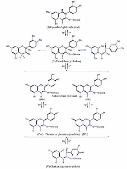 Fig 2. - Change of color and structure of cyanidine-3-glucoside in the function  of reactive medium  (15) 