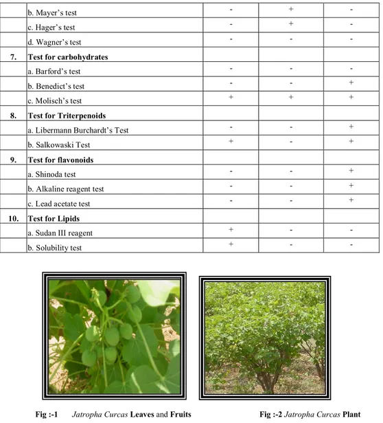 Fig :-1  Jatropha Curcas Leaves and Fruits   Fig :-2 Jatropha Curcas Plant 