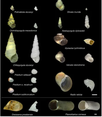 Fig. 3. Pairwise comparison of representative fossil mollusc speci- speci-mens of core Co1200 (left specispeci-mens) and recent analoga from Lake Ohrid (right specimens)