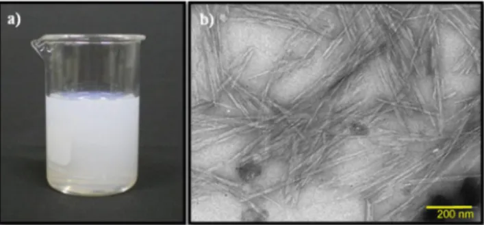 Figura 2. a) Fotografia da suspensão de nanocristais de celulose bacteriana  de concentração 1% (m/v) b) Imagem de MET da suspensão de NCCB30