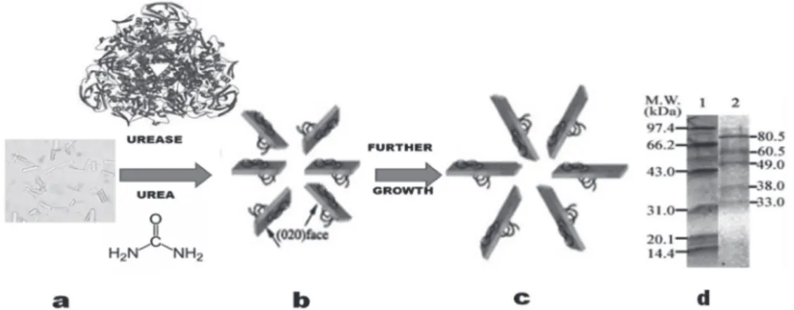 Figure 1d shows the SDS-PAGE profile of the extracellular  proteins produced by P. mirabilis