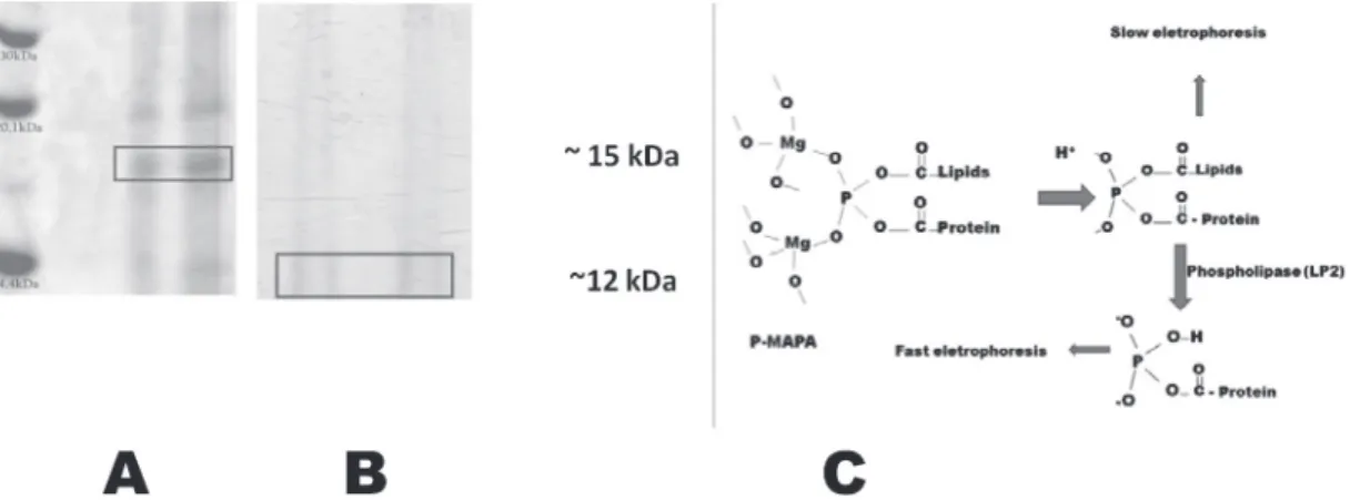 Figure 4. Possible structure of the polymeric aggregate of protein magnesium  ammonium phosphate and palmitoleate anhydride (modified from Santos et  al., 2009; Durán and Fávaro, 2016) 66,95
