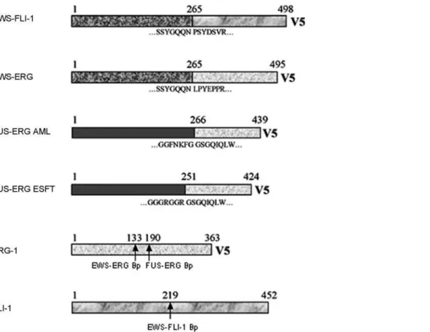 Figure 1. Schematic representation of EWS-FLI-1, EWS-ERG, FUS-ERG (AML) and FUS-ERG (ESFT) fusion proteins and human ERG-1 and FLI-1 proteins