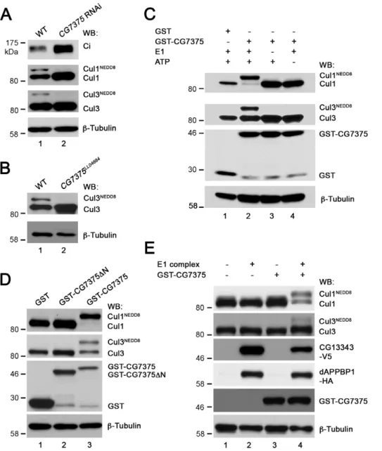 Figure 1B) in this study as well as that of the overexpressed Myc- Myc-CiFL (approximately three hours) demonstrated by Jia et al