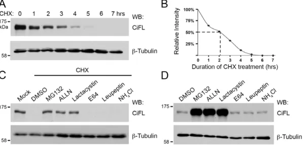 Figure 1. The stability of endogenous Ci is regulated by the UPS in vitro . (A) Lysates extracted from cl-8 cells that were treated with 50 mg/