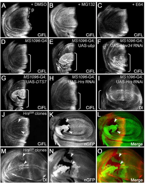 Figure 2. The stability of endogenous Ci is regulated by the UPS in vivo . (A–C) UPS inhibition protected CiFL from degradation in the wing disc