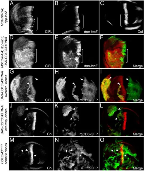 Figure 3. CG13343 negatively regulates CiFL stability and Hh signaling. (A–C) Stabilization of CiFL (A), induction of Hh signaling reporter dpp-lacZ (B) and Col protein (C) abutting the a/p boundary (indicated by the dashed line in A) in wing discs correla