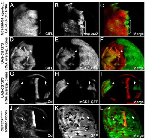 Figure 6. CG7375 negatively regulates CiFL stability and Hh signaling. RNAi knockdown of CG7375 in the dorsal compartment of the wing disc (box bracket) led to accumulation of CiFL (A) and expansion of dpp-lacZ (B)