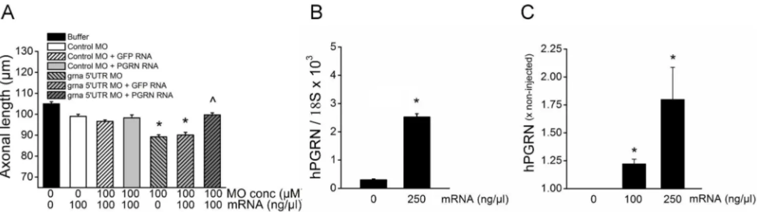 Figure 2. Overexpression of human PGRN mRNA prevents the decrease in axon outgrowth produced by knockdown of zebrafish PGRN