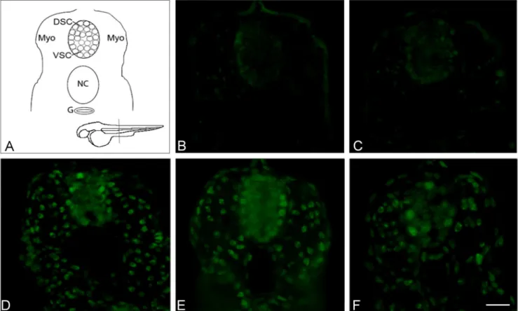 Figure 5. TDP-43 localization in zebrafish embryos. Immunofluorescent staining of endogenous zebrafish TDP-43 and overexpressed human 43 was performed in transversely sectioned 30 hpf embryos in order to allow imaging of the spinal cord (shown in schematic