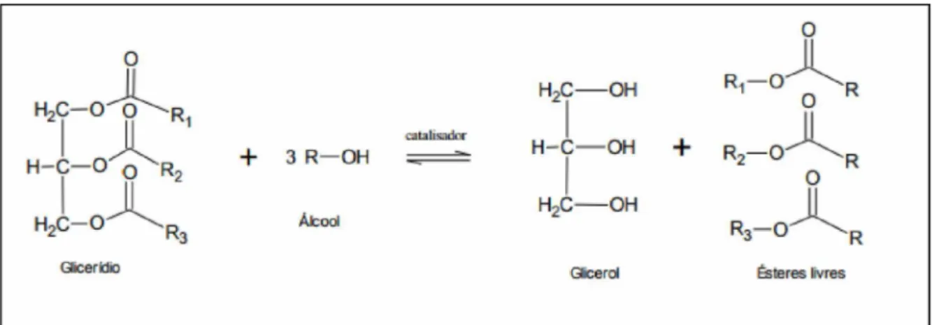 Figura 2:  Transesterificação de triglicerídeos com álcool (UCHOA, 2017).