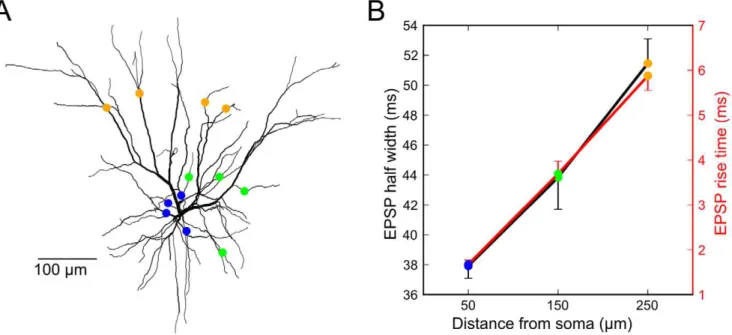 Figure 8. EPSP time-course analysis of L3 model neuron suggests that ‘‘modulatory’’ long-distance horizontal connections terminate proximally and vertical L4 ‘‘driver’’ inputs terminate distally