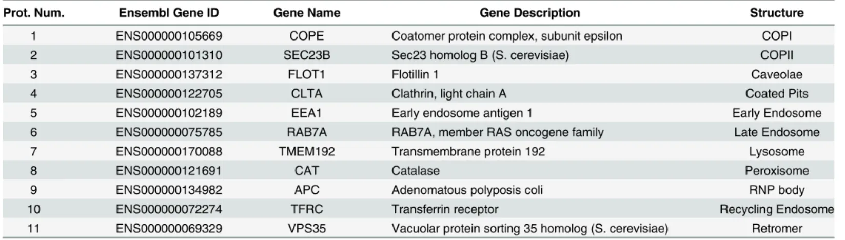 Table 1. Proteins used to define punctate subpatterns in this study.