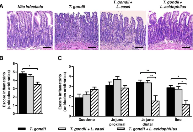 Figura 2. Fotomicrografia de cortes histológicos corados com H&amp;E demonstrando intensa inflamação no  intestino de camundongos C57BL/6 infectados e não tratados e uma diminuição na inflamação no grupo  tratado  com  L