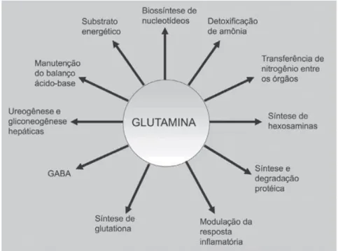 Figura 1. Funções da glutamina. Modificado de Huang et al. (2003).  