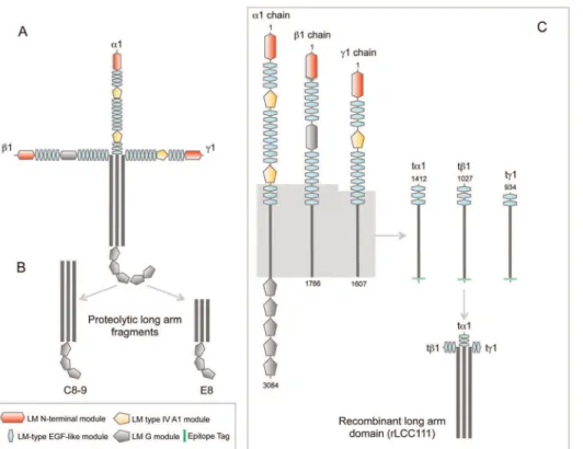 Figure 1. Schematic representation of structure of laminin-111 (A), and proteolytic fragments derived from the long arm (B) by elastase treatment (E8) and by cathepsin G treatment (C8-9)