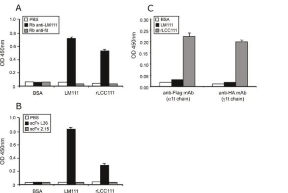 Figure 3. ELISA to assay binding of rabbit anti-laminin antibody (A) and the anti-laminin scFv antibody L36 (B) to plastic coated with LM111 or with rLCC111