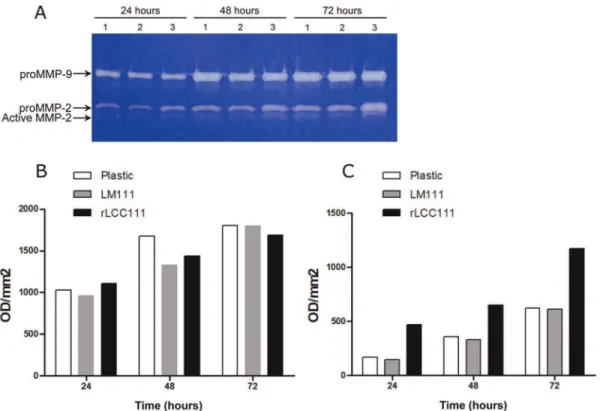 Figure 8. Representative gelatin zymogram showing MMP9 and MMP2 activities in HT1080 cells were cultured under serum free conditions for 72 hours under substrate-independent conditions on uncoated wells (1) or on LM111 (2) or rLCC111 (3) coated wells (A)