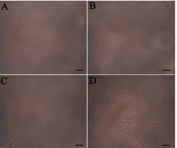 Fig 1. In Vitro Cultured Fibroblasts Using Different Methods. A, 70–80% confluency; B, full confluency; C, serum starvation; D, full confluency with serum starvation