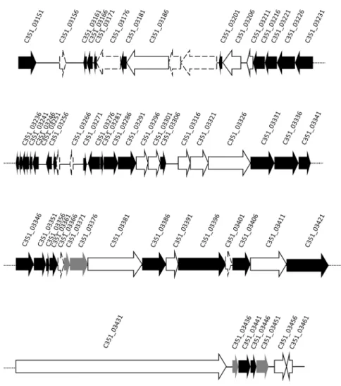 Figure 7. The CRISPR-Cas system detected in the ST-1146 isolates. The system was constituted by the following elements: CRISPR2, contains 29 spacers in the environmental isolates and 30 in SD9 (additional spacer indicated by*); Cas1 (cas1) endonuclease; nu