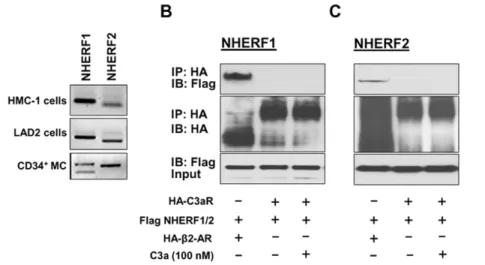 Figure 2. Knockdown of NHERF1 and NHERF2 in HMC-1 cells.
