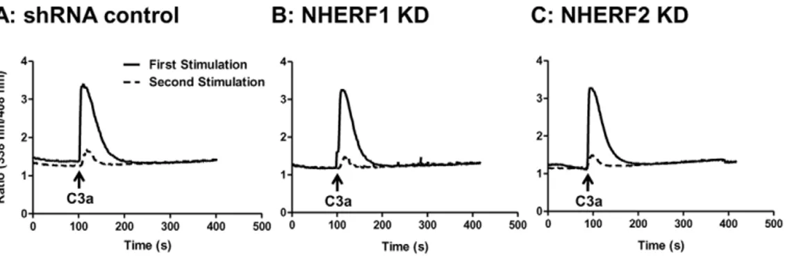 Figure 4. Knockdown of NHERF1 and NHERF2 does not affect C3aR internalization. (A) shRNA control HMC-1 cells (B) NHERF1 knockdown (KD) and (C) NHERF2 KD cells were exposed to buffer or C3a (100 nM) for 5 min