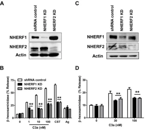 Figure 7. NHERF1 and NHERF2 contribute to C3a-induced NF-kB activation and chemokine CCL4 generation