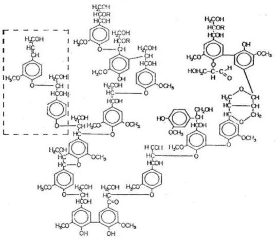 Figura 7: Estrutura representativa da lignina proposta por Adler em 1977. 