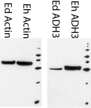 Figure 4. The gel area and spot representing ADH3 from one representative DIGE gel. The right panel is a fluorescent intensity scan of E