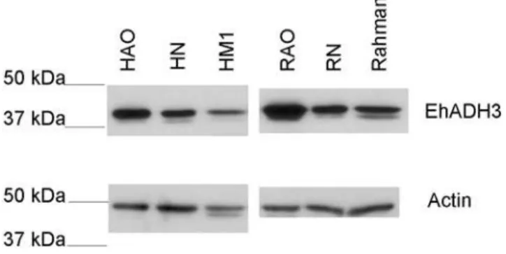 Figure 8. Western blot confirmation of EhADH3 overexpres- overexpres-sion in transfected E