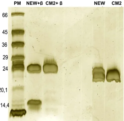 Figura 3. Gel de SDS-PAGE 14 % corado com prata, evidenciando a  pureza da neuwiedase pela presença de banda única