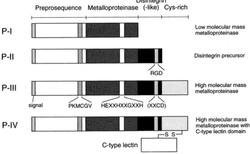 Figura 1: Estruturas esquemáticas das metaloproteases de peçonhas de  serpentes. Elas são classificadas dentro de quatro grupos de acordo com  seus domínios estruturais