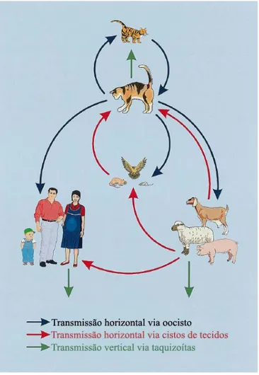 Figura 4: Principais rotas de infecção segundo TENTER et al., 2000. 