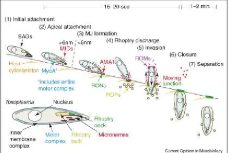 Figura 6: Os sete passos de invasão do Toxoplasma, segundo  CARRUTHERS e BOOTHROYD, 2007, onde: 