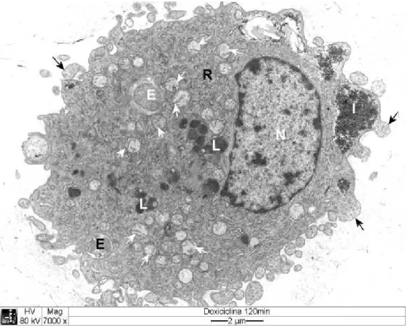 Figura 12  Eletromicrografia de cultura de células DH82 infectadas com  , duas  horas                  após  a  adição de  doxiciclina no meio de cultura
