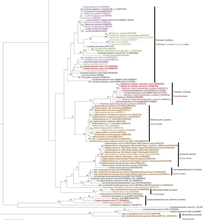 Fig. 2. Phylogeny of the Gammaproteobacteria associated with bivalve hosts based on analysis of 16S rRNA-encoding genes