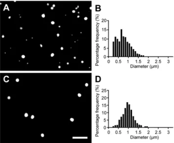 Figure 3. Preparation of monodisperse POPC vesicles. (A) POPC vesicles (containing 2 mM HPTS, in 0.2 M Na-bicine, pH 8.5) after being extruded through 1-mm-diameter pores, and (B) the corresponding size distribution, shown as percent per 0.1 mm bin