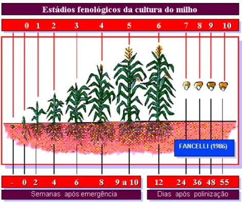Figura 8: Estádios fenológicos da cultura do milho. Fonte: FANCELLI (1986) 