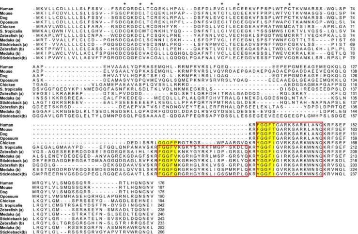 Figure 4. Alignment of the preproorphanin protein sequences. Conserved cysteines in the N-terminal region are marked with an asterisk and regions corresponding to known mature peptides in either of the sequences are boxed