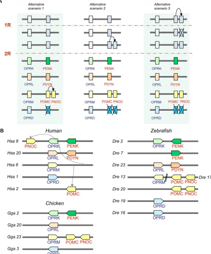 Figure 7. Proposed evolutionary history and the present locations for the opioid peptide and receptor genes