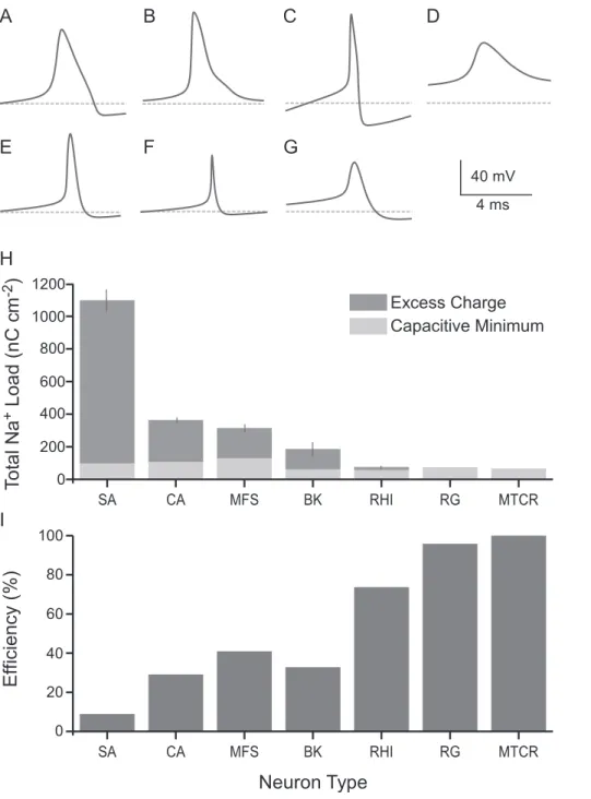 Figure 1. Action potential energy usage in seven neuron models from vertebrates and invertebrates