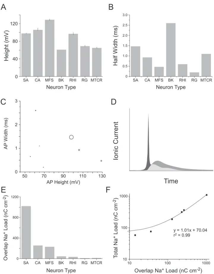 Figure 2. The overlap between Na + and K + currents affects action potential efficiency