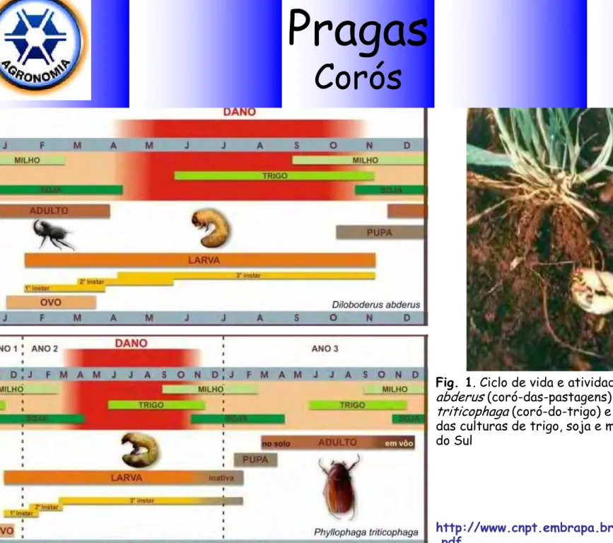 Fig. 1. Ciclo de vida e atividade de Diloboderus  abderus (coró-das-pastagens) e Phyllophaga  triticophaga (coró-do-trigo) e relação com o ciclo  das culturas de trigo, soja e milho no Rio Grande  do Sul 