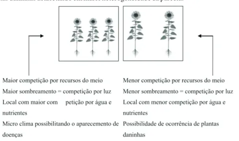 Figura 3. Heterogeneidade de semeadura em uma parcela de girassol.