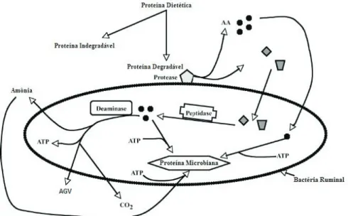 Figura 1 – Metabolismo do nitrogênio no rúmen. Adaptado de Bach et al. (2005).