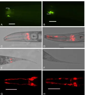 Figure 1. bbs-7(my13) animals exhibit defects in PKD-2::GFP localization and the ability of sensory neurons to take up lipophilic dye