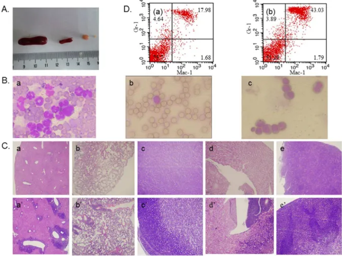 Figure 1. Establishment and characterization of an AML mouse model for evaluating treatment response by transplanting of BXH-2 derived myeloid leukemic cells into syngeneic mice (B6C3F1)